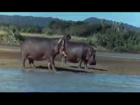 Hata wanyama wanapenda pombe