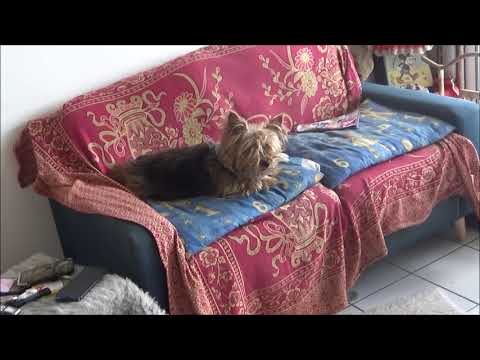 10° Anniversaire de Guenièvre 8 Mars 2021