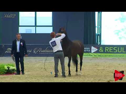 N.82 EKS AMIR - Milan 2018 - 4-6 Years Old Stallions (Class 10)