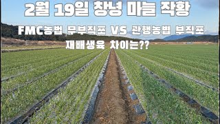 경남 창녕 마늘 주산지!!! 2월 19일 작황!!! 올해는 무직포가 필요했을까??