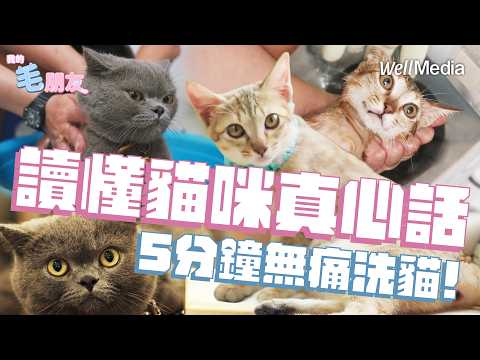 貓咪瞳孔放大不是在賣萌?解讀貓咪肢體語言,5分鐘無痛洗貓大挑戰【我的毛朋友】EP14