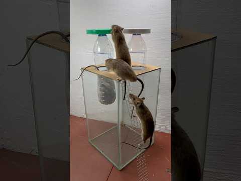 Best homemade mouse trap ideas // Mouse trap 2#rat #rattrap #mousetrap #shorts