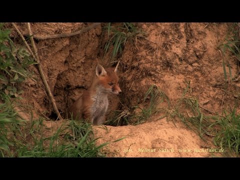 download lagu mp3 mp4 Fuchsbau, download lagu Fuchsbau gratis, unduh video klip Fuchsbau