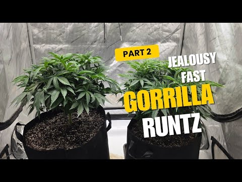 Jealousy fast gorrilla runtz transplanting defoliation hitting the veg cycle growing  @acinfinity 