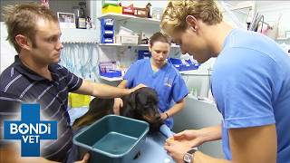 Poisoned Rottweiler Needs Urgent Help From Bondi Vet | Full Episode
