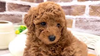 トイプードルの動画01