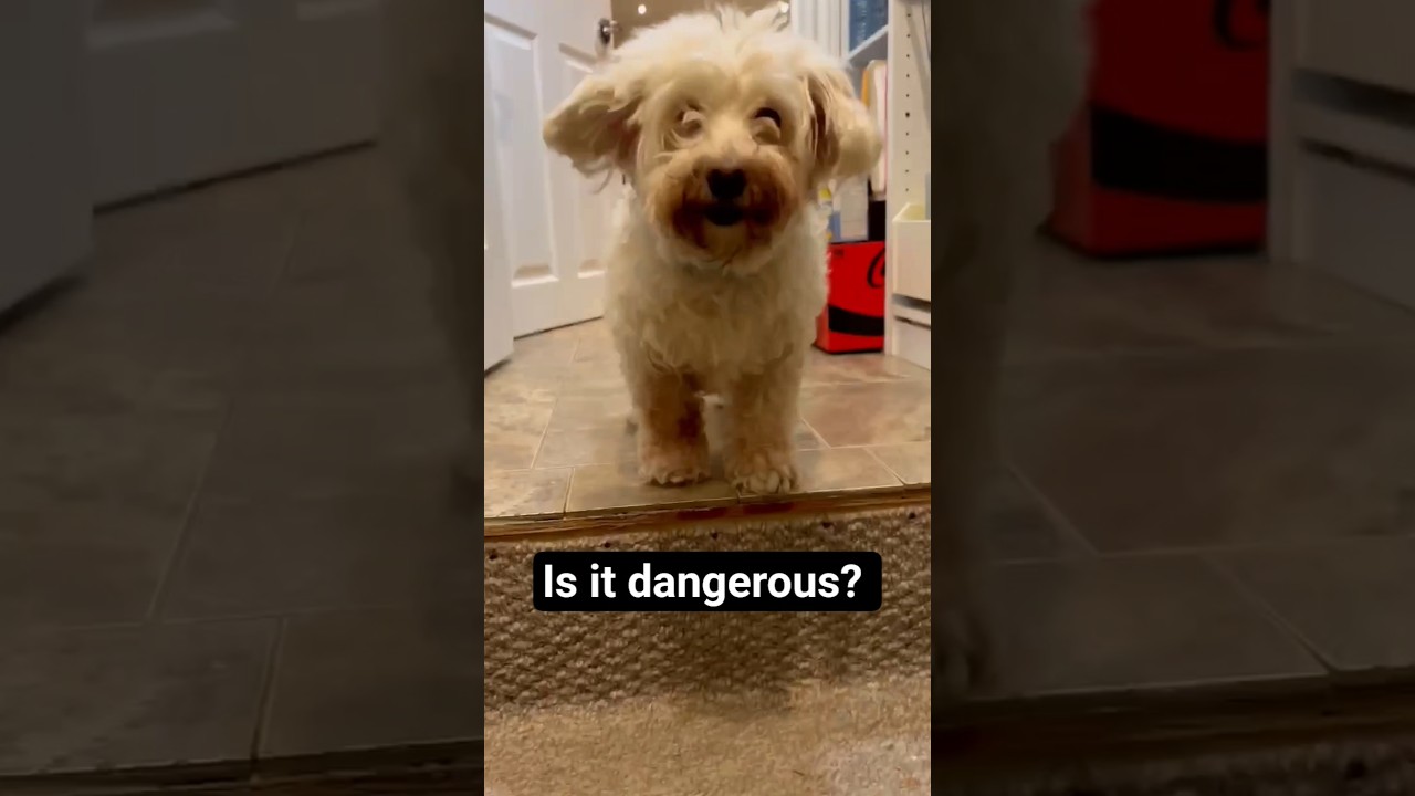 Enlarge Ernie & Stella, a ADOPTABLE mixed breed in Windsor, ON video 6/6