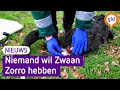 Nog geen laatste plek voor Zorro gevonden, de doodgebeten zwarte zwaan