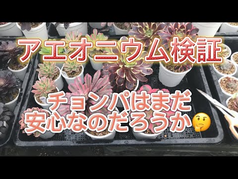 園芸 パープルアエオニウム