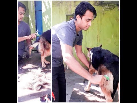 Dog Brush For Shedding.......