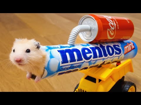 Never ever trust your HAMSTER with COLA and MENTOS