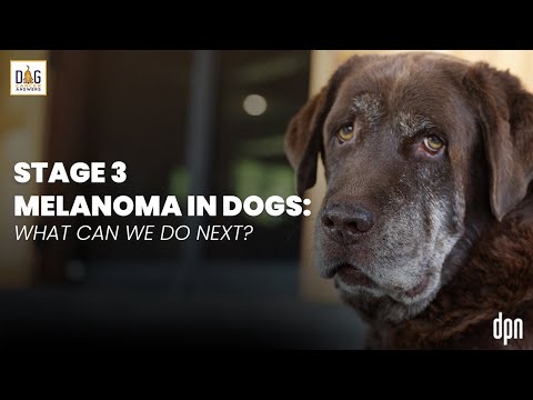 狗狗黑色素瘤 3 期：下一步該怎麼辦？| 南希-里斯博士問答 (Stage 3 Melanoma in Dogs: What Can We Do Next? | Dr. Nancy Reese Q&A)