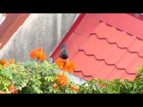 Black bird sitting and eating on top of a tree flower (no idea of their species names) (Pan ZS80)