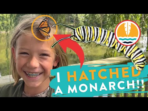 The Lifecycle of a Monarch Butterfly | Outdoor Adventure for Kids