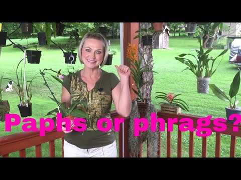 Paphiopedilum or Phragmipedium? Slipper orchids in my collection. Difference in care. Love them all!