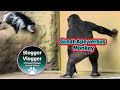 Monkeying Around  - Gorilla Ajabu and Colobus Chase