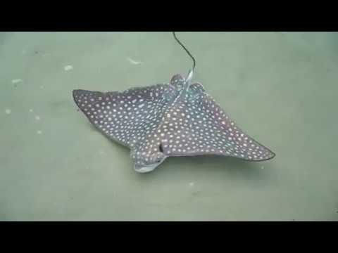 The Birth Of These Baby Eagle Rays Will Make Your Mother's Day Spectacular