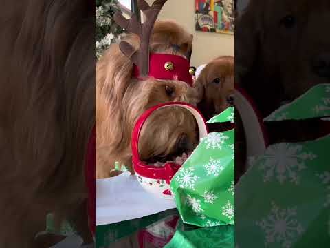 I let my dogs choose their Christmas presents! #goldendoodle #christmas #dogfood