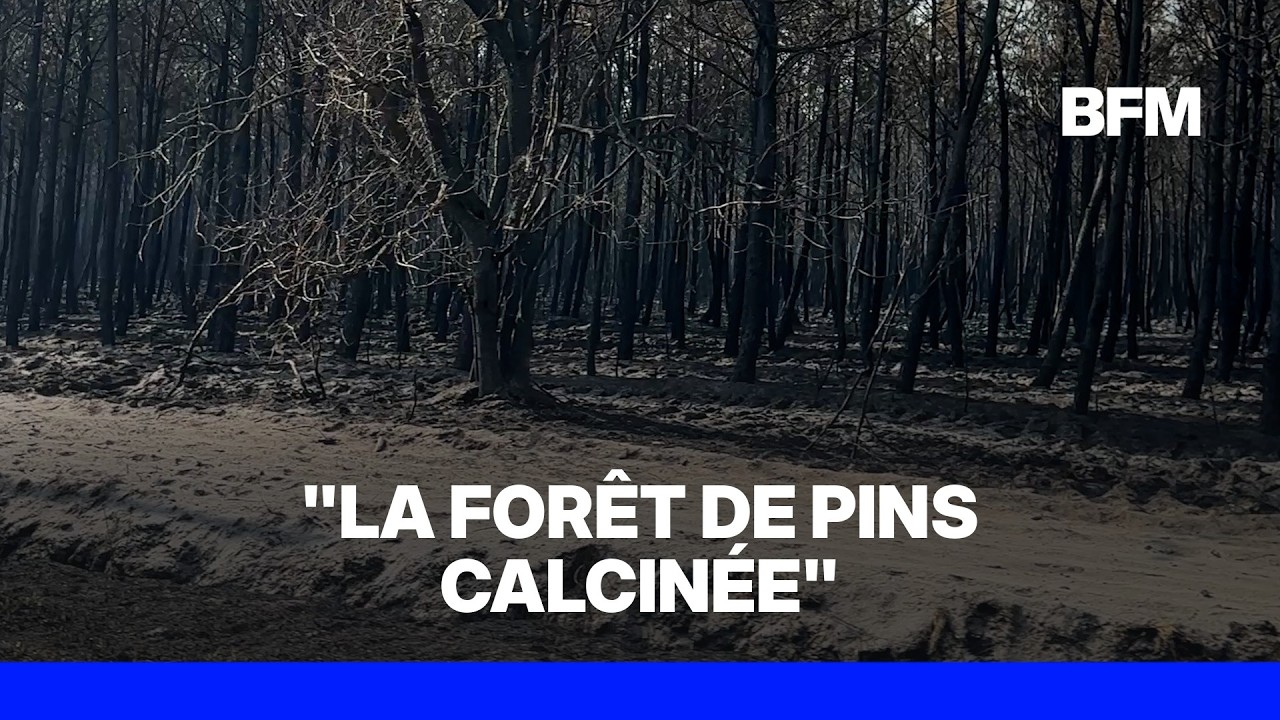 Incendie en Gironde: la forêt de pins calcinée sur la route du Cap Ferret