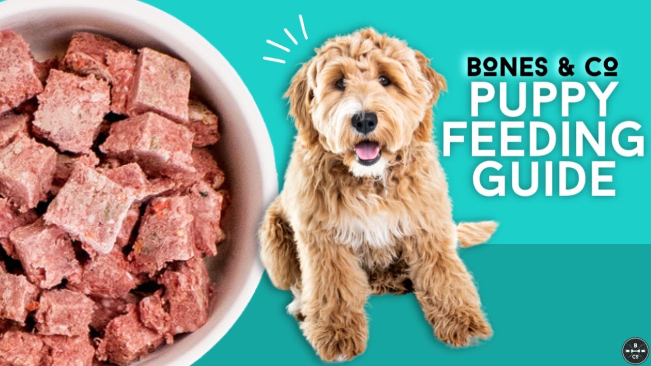 Best Puppy Food?! WATCH THIS 🐶 Complete Puppy Feeding Guide