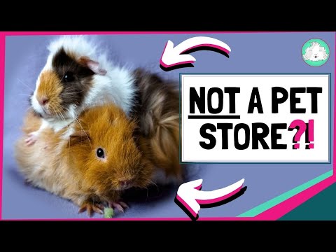 image-Where is the best place to keep a guinea pig?