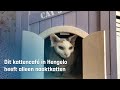 Een kattencafé met alleen  kale katten: "Cashew wil bij iedereen erin" | RTV Oost