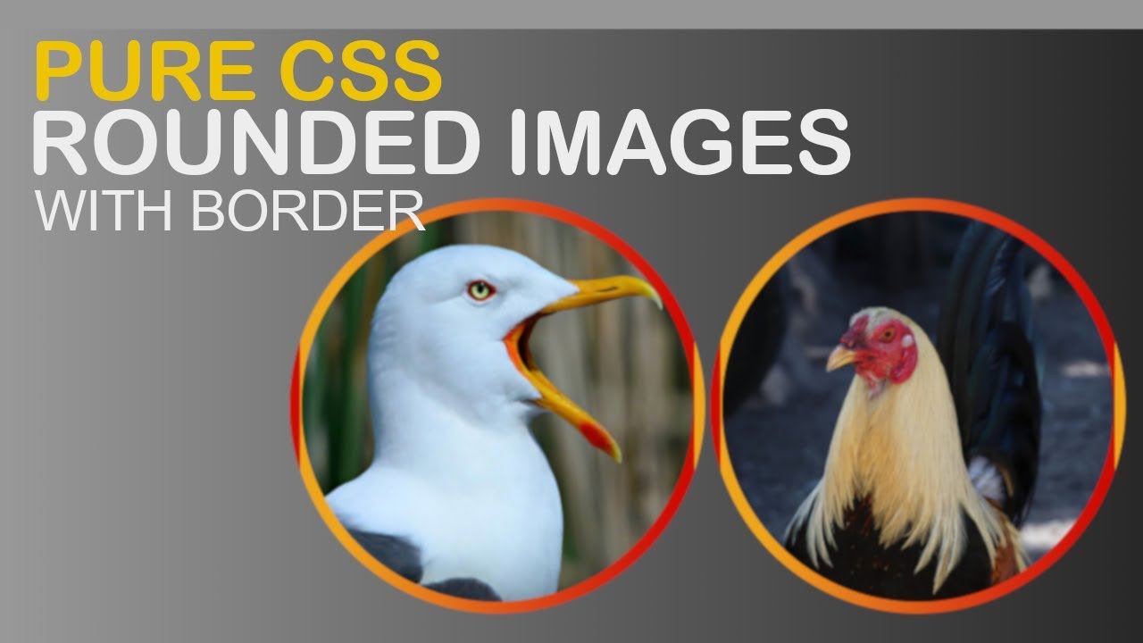 How To Create CSS Images Rounded Corners With Border