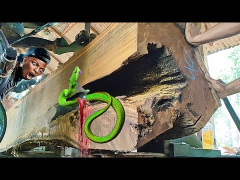 unexpected surprise when sawing a hollow teak log worth hundreds of millions of US dollars