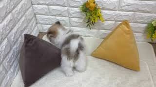 ハーフ犬の動画01