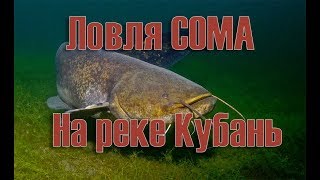 Ловля сомов на реке кубань