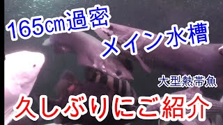 165㎝メイン水槽を久々に撮ります!　新メンバーもたくさん入ってるよ!【アクアリウム,熱帯魚,大型魚,古代魚,観賞魚】