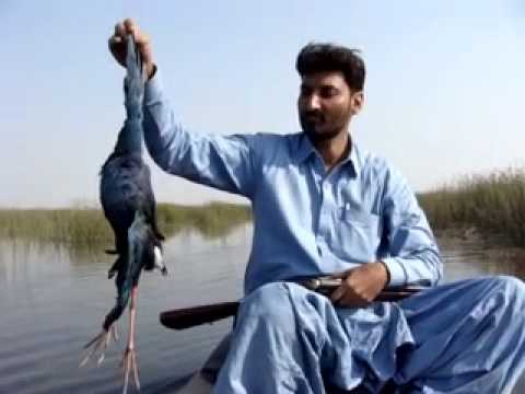 Intisar Hunting Larkana