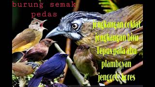 Download lagu SUARA PIKAT BURUNG SEMAK BELUKAR  TEPUS PALA ABU RIBUT JONGKANGAN COKLAT BIRU RIBUT@diatasawan-e6s  mp3 Download lagu SUARA PIKAT BURUNG SEMAK BELUKAR  TEPUS PALA ABU RIBUT JONGKANGAN COKLAT BIRU RIBUT@diatasawan-e6s  mp3