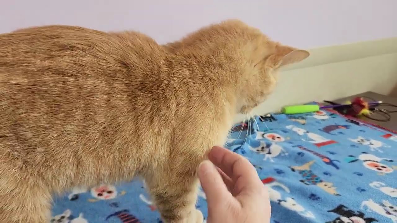 Enlarge Jimbo, a ADOPTABLE Tabby in Marshfield, WI video 4/4