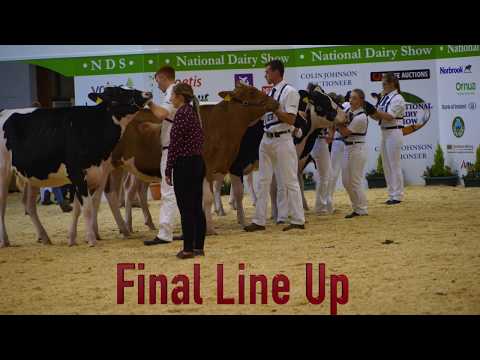 National Dairy Show.Showmanship (Class C) Holstein/Jersey Calf.Judge -Michael Yates