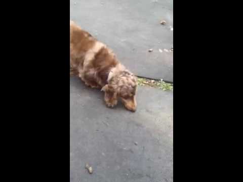 Puppyfind knowingly allows dishonest puppymill to sell stolen property