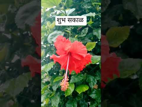 goodmoorning love बर्डस butifufllowers #short #trending #home