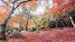 VID 20221121 宮島紅葉谷公園 3