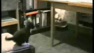 Download lagu Funny Moments with kitties mp3