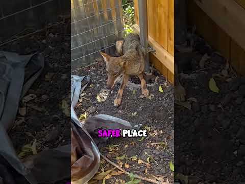 Catching the Coyote who ate my Chickens @TheUrbanRescueRanch