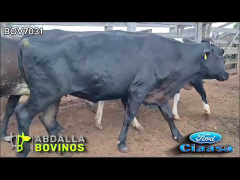 BOV7031 - 39 NOVILHAS GIROLANDO AMOJANDO - FAZENDA NOVA - GO