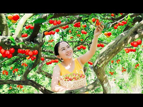 Harvesting Acerola Cherries & Selling Them at the Local Market | Emma Daily Life