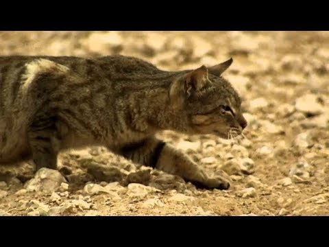 Wild Cat Preying An Indian Crow From The Jungle|Cat Vs Indian Crow