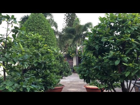 Bón phân cho mai vàng đầu tháng 4 âm lịch( DAP 18-46-0)