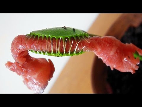 VENUS FLYTRAP eats MEAT!!! ( Feeding Carnivorous plant named Charlie big piece of roast beef)