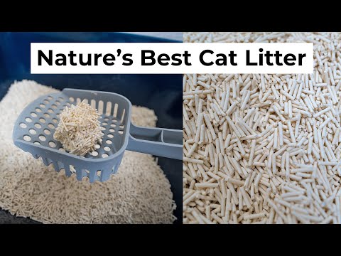 Pea-Based Cat Litter: Pros and Cons Reviewed