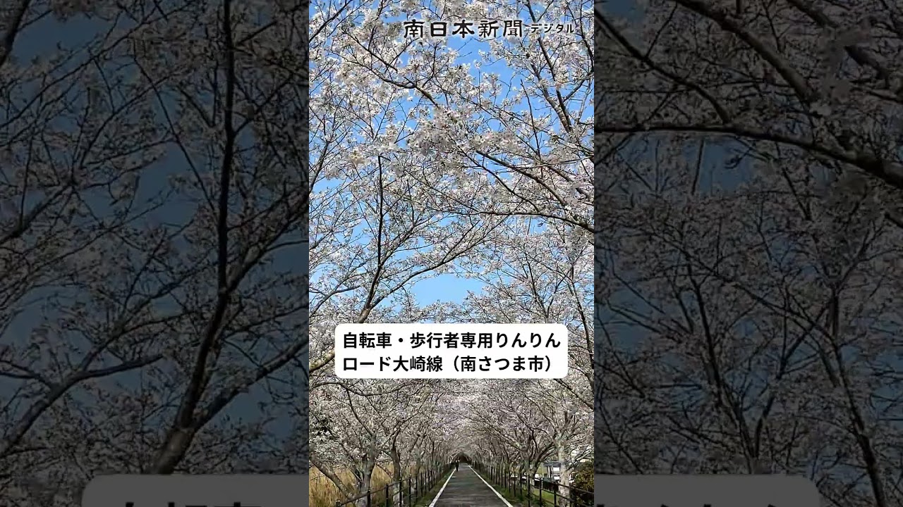 🌸桜並木が満開