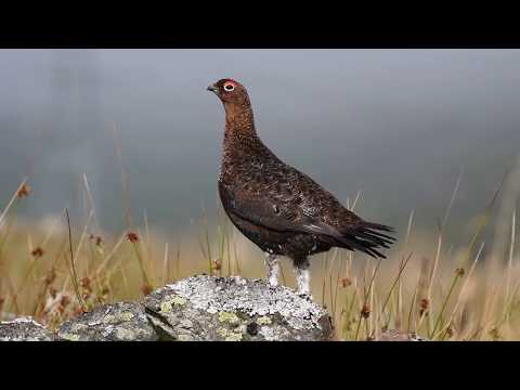 A Red Grouse Calling in Perthshire, Scotland