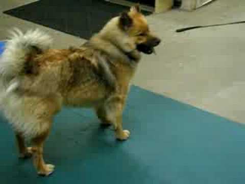 Tehya & Bentley Play