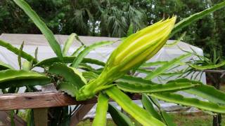 How to grow Dragon Fruit in SWFL  ( part 11 )